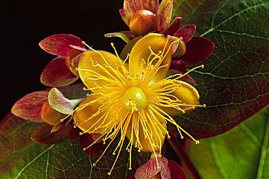 《NEKOTO》登陆Steam 治愈系猫咪生活日常